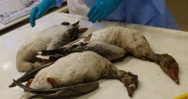 إسبانيا تذبح 17 ألف بطة عقب رصد سلالة شديدة العدوى من إنفلونزا الطيور