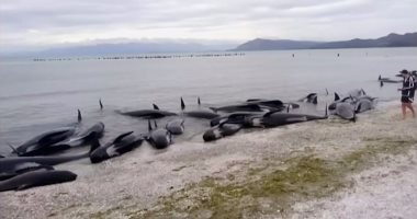 نفوق عشرات الحيتان والمياه تجرفها إلى شواطئ نيوزيلندا