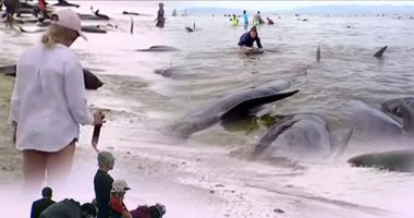 نفوق عشرات الحيتان والمياه تجرفها إلى شواطئ نيوزيلندا
