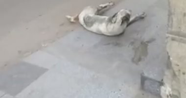 بالفيديو.. قتل الكلاب الضالة بالسم داخل جامعة القاهرة