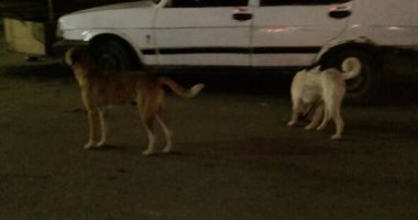 قارئ يشكو انتشار الكلاب الضالة المسعورة بأرض المعارض فى مدينة نصر