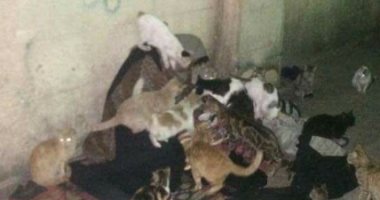 عجوز تشارك القطط الطعام أمام مقابر زينهم بالقاهرة