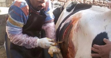 بالصور.. عملية قيصرية لبقرة فقدت جنينها فى الشهر السادس بأسيوط 