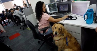 بالصور.. شركة بـ"كوستاريكا" تسمح للموظفين بإحضار حيواناتهم الأليفة للعمل