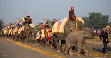 بالصور.. 70 فيلًا يشاركون فى موكب بـ"لاوس"