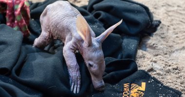 بالصور.. مولود جديد لـ"خنزير الأرض" بحديقة الحيوان فى بولندا