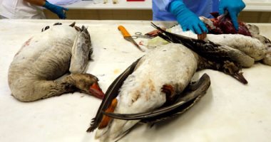 فرنسا تقرر إعدام 400 ألف طائر فى جبال البرانس لمنع تفشى إنفلونزا الطيور