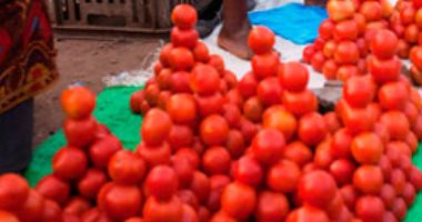 "المجلس التصديرى": مصر صدرت طماطم بـ36 مليون دولار خلال 6 أشهر فقط