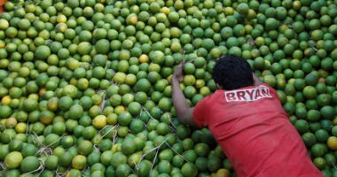 شعبة الخضروات: تراجع سعر الليمون خلال 3أسابيع بعد تجاوز الكيلو 80جنيها