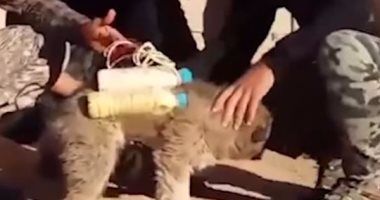 بالفيديو.. "داعش" يستعين بـ "كلاب مفخخة" لاستهداف الحشد الشعبى بالعراق
