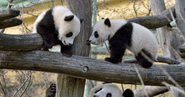 زوجان من الباندا العملاقة يتفقدان مسكنهما الجديد فى حديقة حيوان برلين