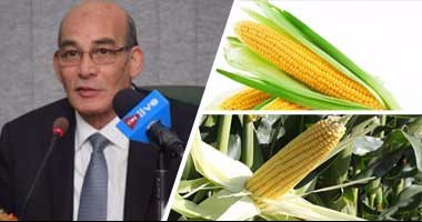 تقرير حكومى: 3 ملايين فدان منزرعة بالمحصول الصيفى.. و"الذرة" فى المقدمة