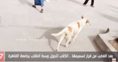 بالفيديو.. بعد الغضب من قرار تسميمها.. الكلاب تتجول بجامعة القاهرة