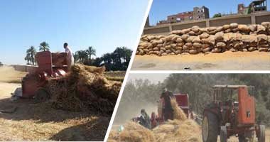 زراعة جنوب سيناء: حصاد 147 فدانا من القمح و81 فدان شعير