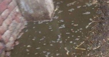 مياه الصرف الصحى تهدد منازل قرية "بنى حرب" فى محافظة سوهاج