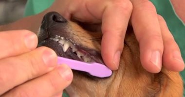 بالخطوات .. إزاى تغسل أسنان كلبك بدون خطر؟