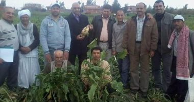 بالصور.. زراعة الشرقية: متوسط إنتاجية الفدان من بنجر السكر 28 طنا