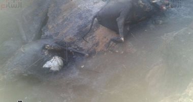 نفوق 10 حيوانات فى حريق التهم حظيرة لتربية الماشية بجرجا فى سوهاج