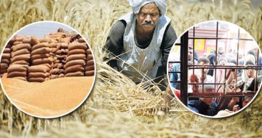 "زراعة المنوفية": مستعدون لموسم القمح ونتوقع زيادة الإنتاج إلى ١٧٠ ألف طن