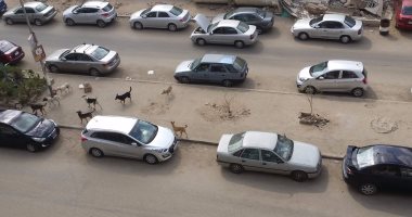 الكلاب الضالة مشكلة تؤرق أهالى شارع مكرم عبيد بمدينة نصر
