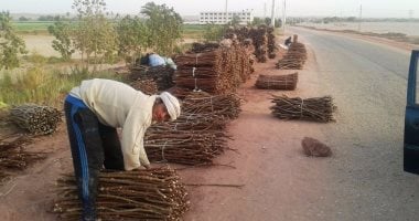 بالفيديو والصور .. شاب يرفض البطالة ويعمل "حطاب" فى الوادى الجديد