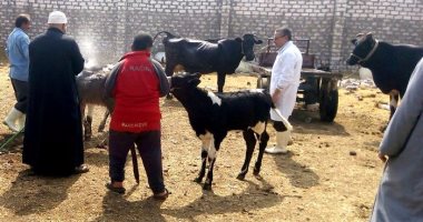 تحصين 327772 رأس ماشية ضد مرض الحمى القلاعية فى المنوفية