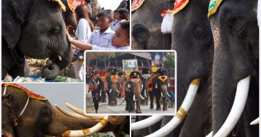 تايلاند تحتفل باليوم الوطنى للفيلة