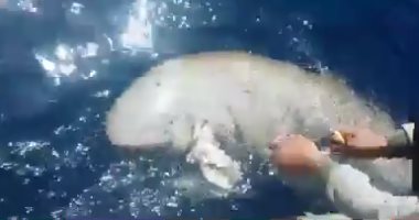 بالفيديو.. هواة صيد ينقذون عروسة البحر من الموت بعد أن علقت بالشباك