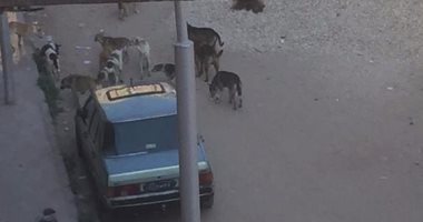 "الكلاب الضالة" مشكلة تؤرق أهالى حى الكويت فى بورسعيد