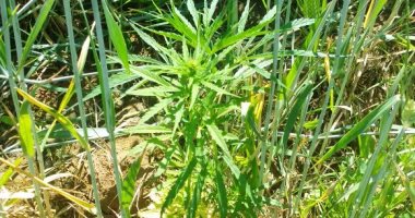 مكافحة المخدرات: إبادة 9 أفدنة قنب بـ7 مزارع فى جنوب سيناء