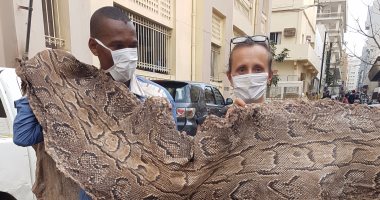 السنغال تعتقل 3 أشخاص لتهريبهم مئات من جلود الحيوانات