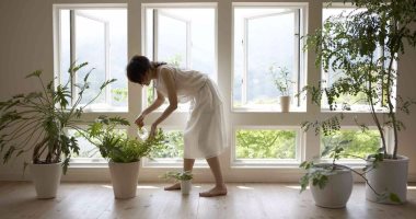 دراسة: النباتات المنزلية يمكن أن تقلل من تلوث الهواء بنسبة 20٪