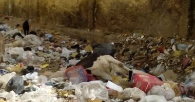 بالصور.. تلال القمامة والحيوانات النافقة تهدد صحة تلاميذ مدرسة بأسوان