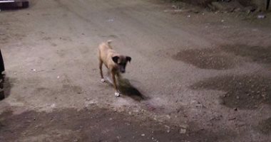 الكلاب الضالة تهدد أهالى شارع عثمان فى "الزيتون"