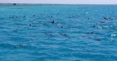 المياه تجرف أعدادا قياسية من الدلافين النافقة إلى سواحل فرنسا 