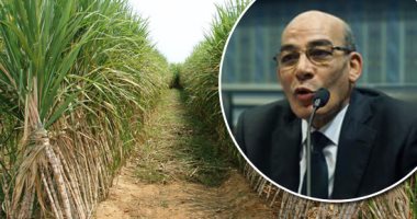 "الزراعة": 230 ألف فدان منزرعة بقصب السكر وانتاجية الفدان تصل لـ40 طنا