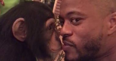 بالفيديو.. إيفرا يستغل وقت الراحة ويطبع قبلة على شفاه الـ"شامبانزى"