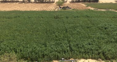 بيان للداخلية: إبادة 537 شجيرة لنبات القنب المخدر وسط الزراعات بالإسماعيلية