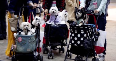 بالصور.. انطلاق المعرض الدولى للترفيه عن الكلاب فى اليابان