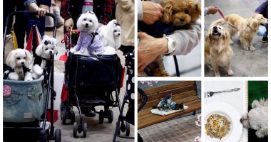 معرض دولى للترفيه عن الكلاب باليابان