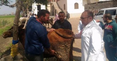  بيطرى الزقازيق : علاج و تحصين 168 ماشية من الحمى القلاعية  