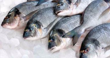 رئيس هيئة التنمية السمكية: ارتفاع الأسعار مبالغ فيه وسببه جشع التجار