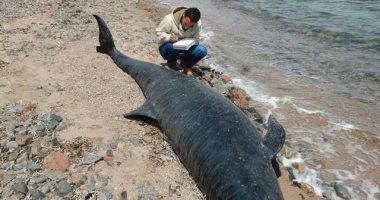 البيئة تعثر على شبيه الحوت القاتل ( أوركا) بساحل خليج العقبة
