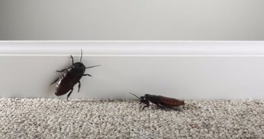 cockroaches anns an taigh
