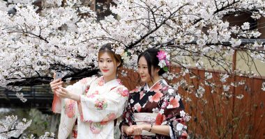 بالصور.. احتفالات اليابانيين بعيد الربيع وسط أزهار الكرز