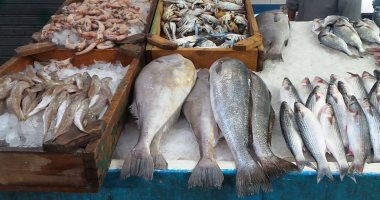 "مجمعات الإسكندرية": زيادة طرح الأسماك الأسبوع المقبل استعدادًا للعيد
