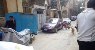 شكوى من انتشار الكلاب الضالة بمنطقة المنيل فى القاهرة