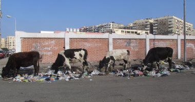 بالصور.. سكان الزهور ببورسعيد يشكون انتشار المواشى والحمير داخل الأحياء