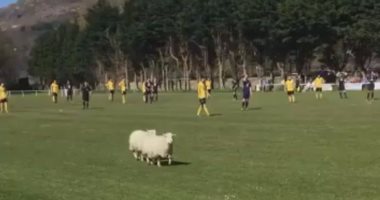 بالفيديو.. آخر تقاليع الحيوانات فى كرة القدم.. خرفان تقتحم ملعب فى ويلز