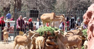  شاهد فى دقيقة.. خطة إعادة حديقة حيوان الجيزة لمكانتها الدولية